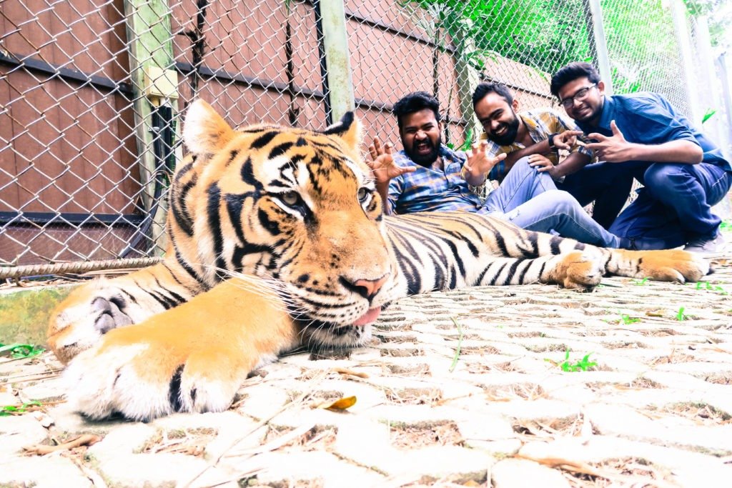 Tiger Kingdom, Phuket