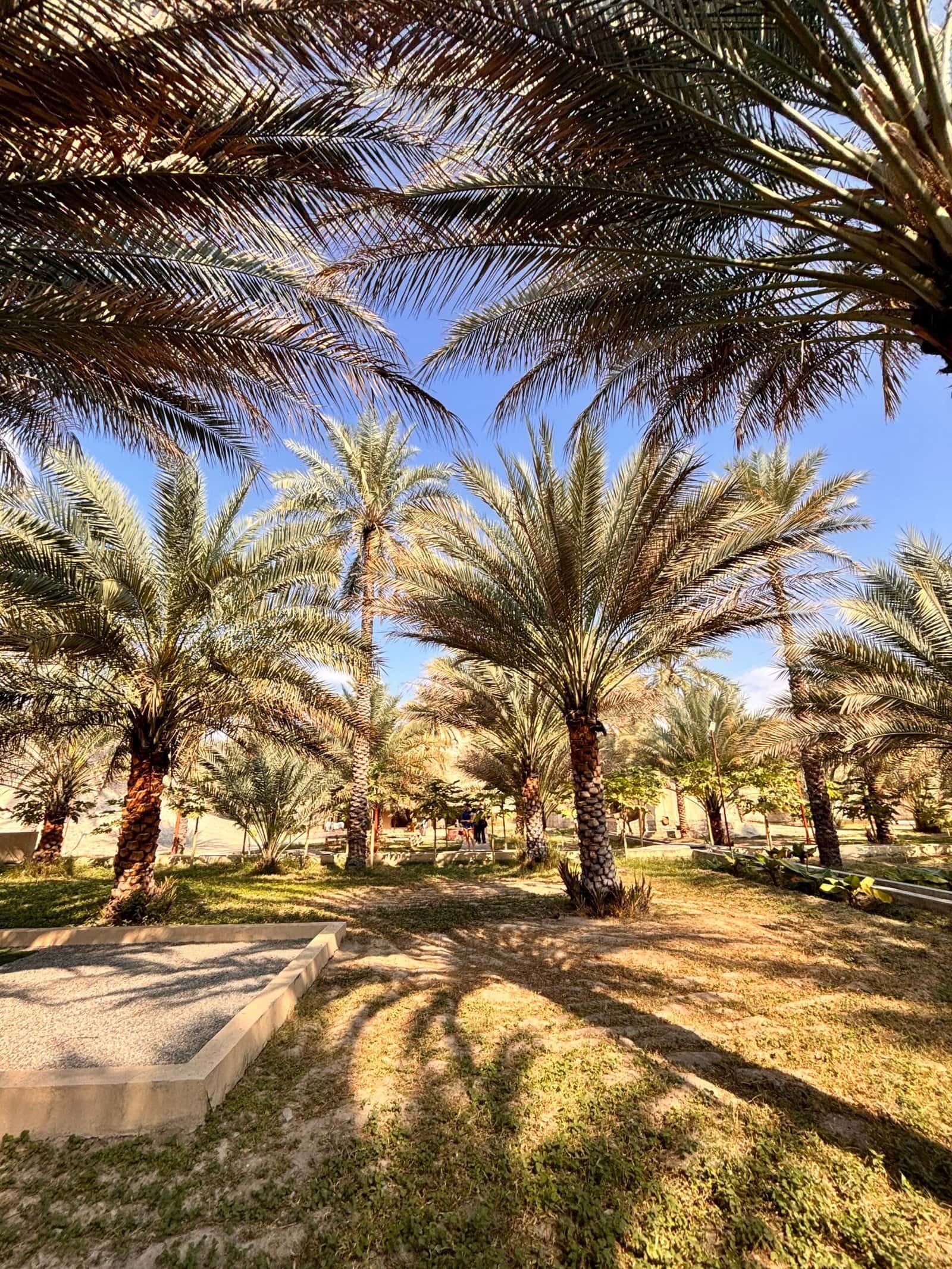 palm trees and roads in oman