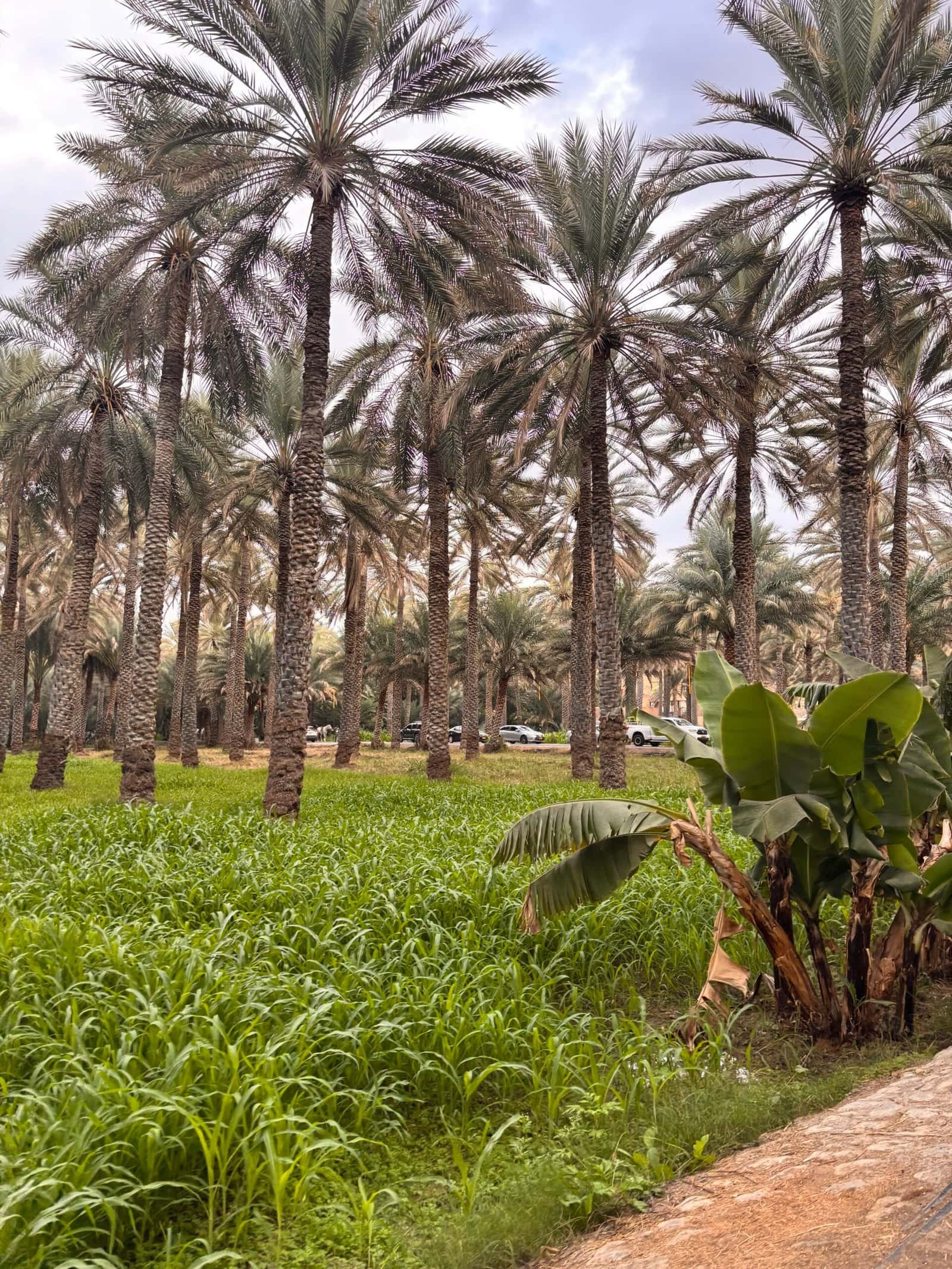 wadi shab green pools and canyon hike