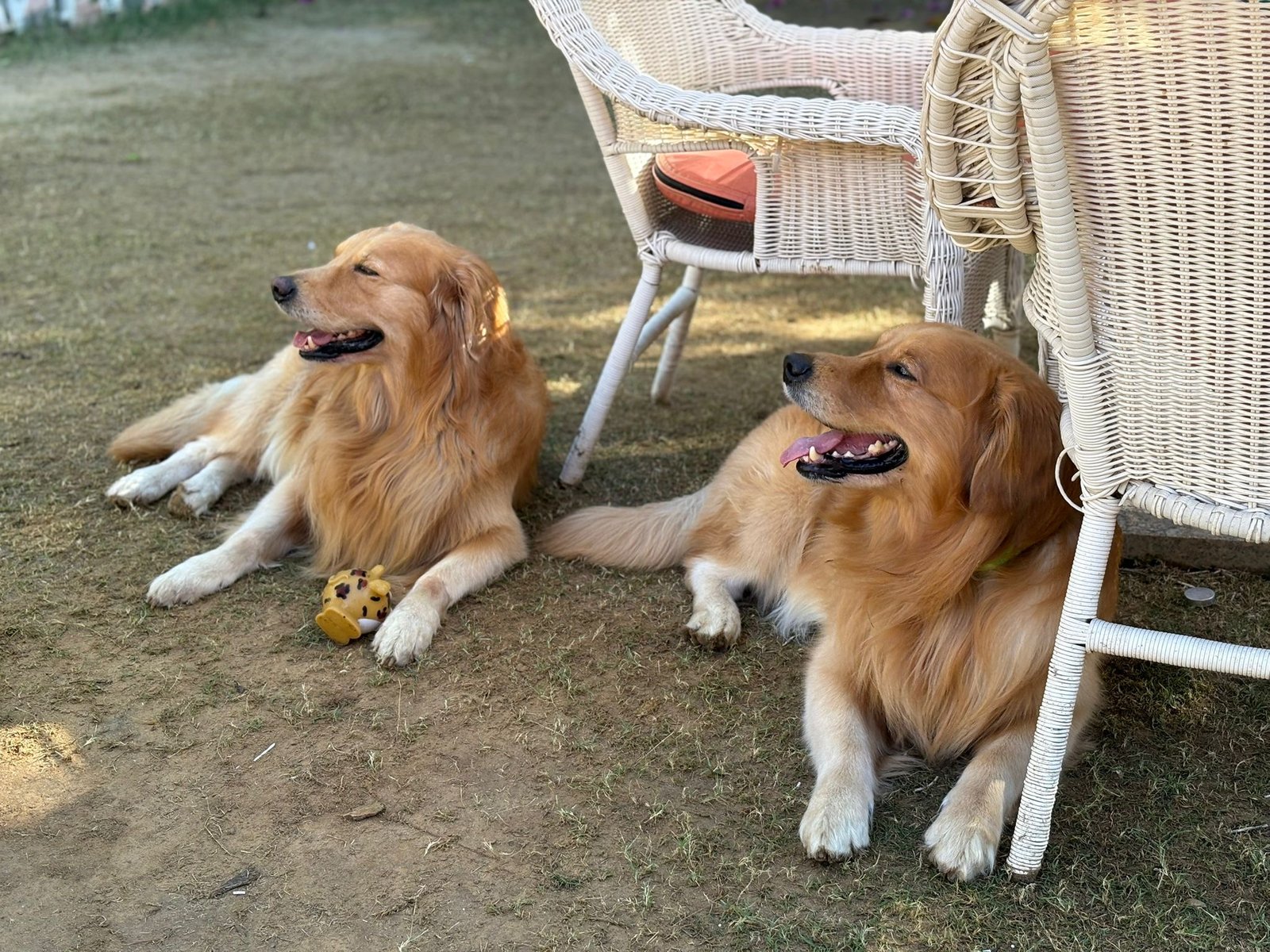 pet friendly stay in india with dogs